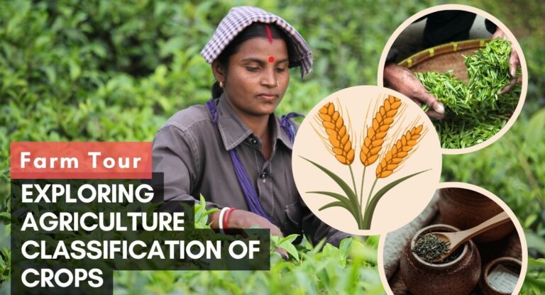 Exploring Agriculture Classification of Crops