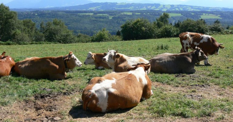 Mastitis diseases in cattle, symptoms, prevention, diagnosis