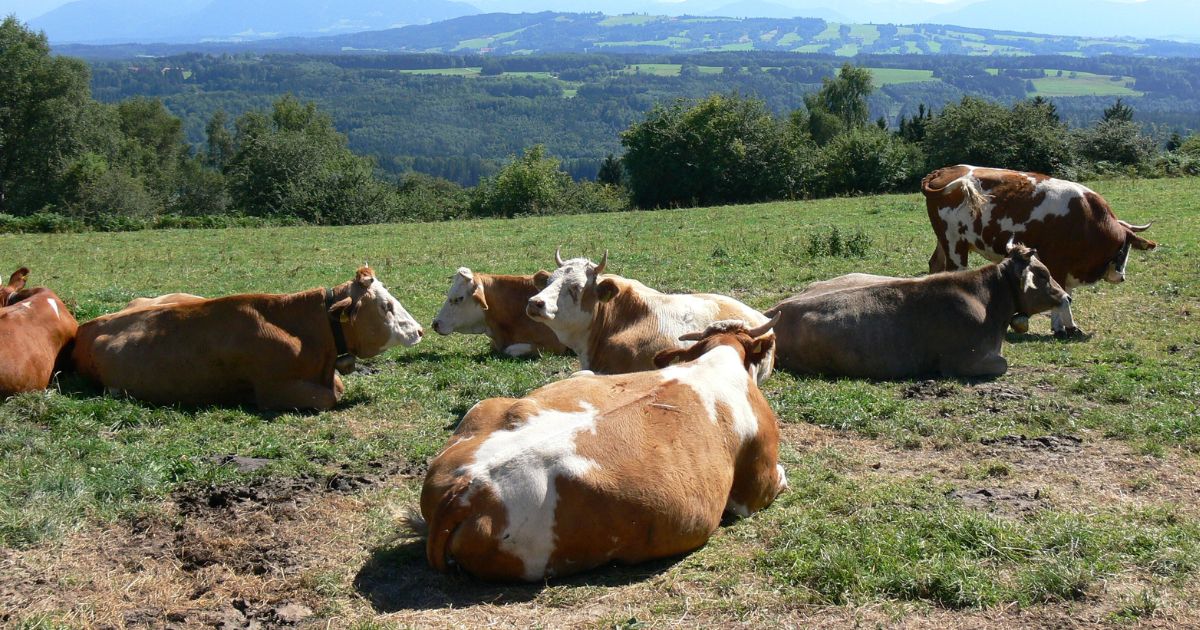 Mastitis diseases in cattle, symptoms, prevention, diagnosis